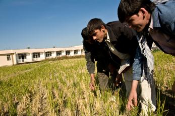 men inspecting crops