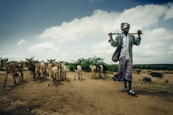 pastoralist walking down a road with his animals