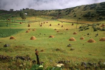 Green farmland with golden haystacks throughout