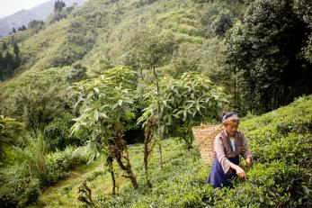 woman farming