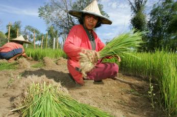 A farmer in Indonesia