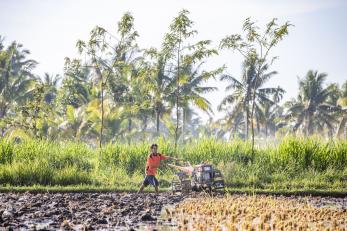 Pak Sahwil, 42, plows his fields. He is a rice farmer on Lombok in eastern Indonesia. Photo: Ezra Millstein