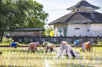 farmers working in indonesia