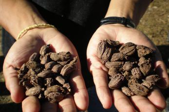 Hands holding cardamom pods