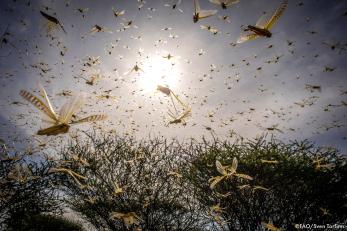 A swarm of locusts fill the sky above some plants.
