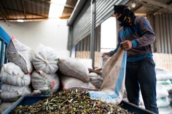 A person dumps olives onto a pile in a room filled with bags of olives. 