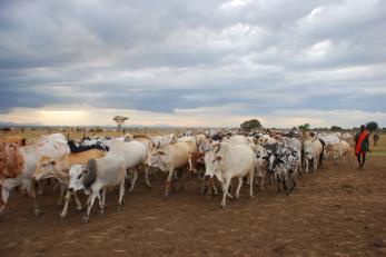 A herder walks with their cattle in Uganda.