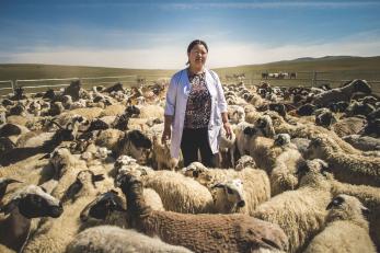 A person standing among a herd of sheep.