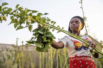 A person harvesting crops.