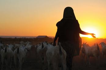 A person walking among livestock.