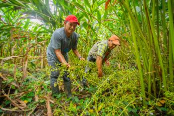 Cardamom farmers check crops in Alta Verapaz, Guatemala. 