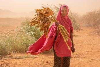 In Wajir, Kenya, Amina Abdi holds withered animal feed while heavy winds blow sand through her village. 