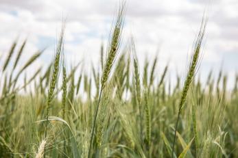 Wheat growing in a field outside Al-Hasakah.