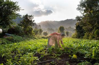 A person weeding the radish and potato crops in the field beside their home.