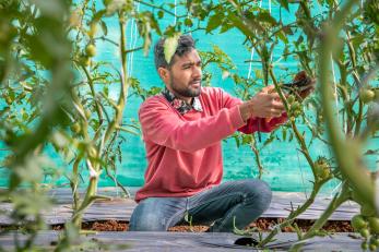 A person pruning tomato plants at a training center.