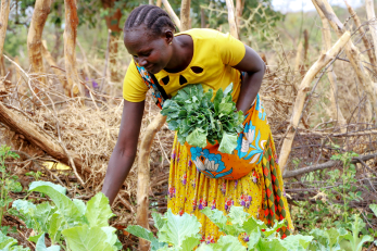 A person harvesting vegetables.