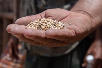 Dried grains in a person's hand.