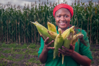 A person holding ears of corn.