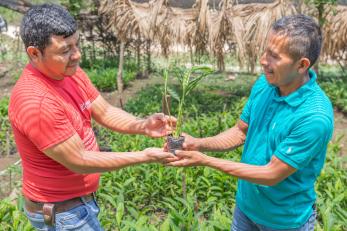 A cardamom farmer in Guatemala, (right) and Mercy Corps Technical Specialist (left) hold a cardamom seedling at a cardamom nursery in Alta Verapaz, Rocjá Puribal.