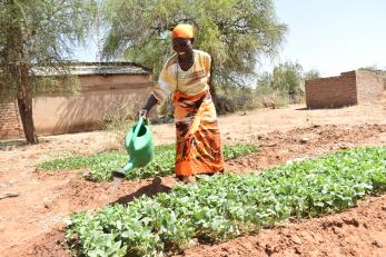 Kenyan woman watering agricultural crops.