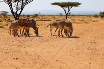 Pack animals in rangeland in Kenya.