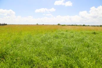 Rehabilitated grass range land in Kenya.