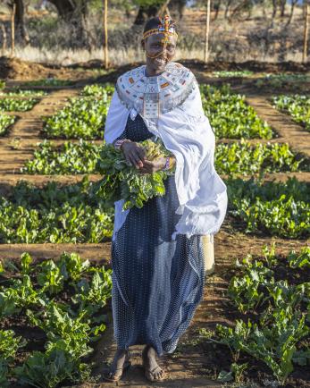 A person holding harvested kale from a community garden in northern Kenya.