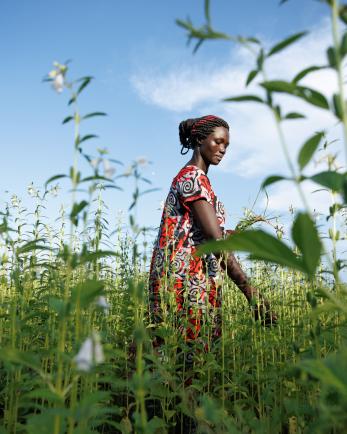Ugandan woman stands in field of sesame.