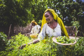 Haua (photo 1) eats as little as once a day during the hunger gap, while Rabi (photo 2) is a widow who often does not know where she will find her next meal. Recently they learned to grow cassia, a hearty plant that is easy to grow, which they share with their neighbors.