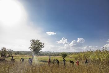 Refugee and host community women work together to harvest the sesame they’ve grown.