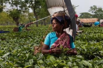 The tea industry is India’s largest private sector employer and working conditions can be hard—especially for women. On estates like this one in Assam, workers are dependent on management for everything from housing and food to water and healthcare. Mercy Corps is working with local partners and estate managers to improve living conditions and empower tea workers to build better, stronger lives.