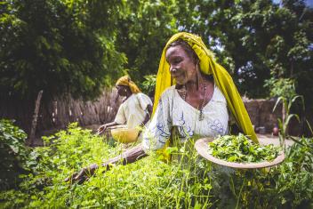 Mercy Corps taught Haua, bottom, how to grow cassia—a hearty plant that is easy to grow and yields enough to feed multiple families in their village. "When we don't have a lot to eat, we go out and get it," Haua says.