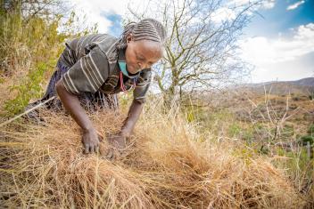 45-летняя Ганасса косит траву на крутом склоне холма недалеко от своей деревни в Эфиопии. Mercy Corps работает с людьми, чтобы защитить их землю, чтобы у них было достаточно травы, чтобы кормить скот и пережить засушливый сезон. По мере усиления засухи такие пастбища становятся все более ценными для поддержания здоровья крупного рогатого скота.