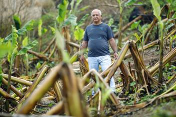 59-летний Элвин оценивает ущерб, нанесенный плантановой ферме его семьи после урагана «Мария» в Пуэрто-Рико. Пуэрто-Рико находится в серьезной опасности будущих бедствий из-за изменения климата. Фото: Джонатан Дрейк для Mercy Corps
