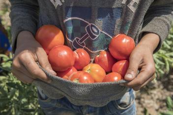 Mohammed, 15, carries fresh tomatoes from the fields. He is the landowner’s son. This village is home to another 400 families who benefit indirectly from reduced prices and a broader range of foods.