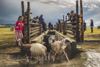 A Mercy Corps project helped to build a cattle dipping facility in Altan Ovoo division of the Tsenher county. The bath is filled with a solution that helps keep cattle, sheep and other animals free of insects and disease. (2017)