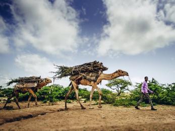 Man in purple shirt leading two camels on a rope. camels have large bundles of sticks tied to their backs.