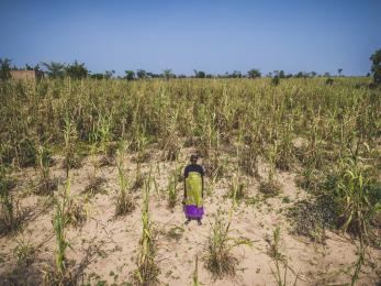 Unripe stalks of millet in a field