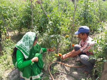 Couple farming tomatoes