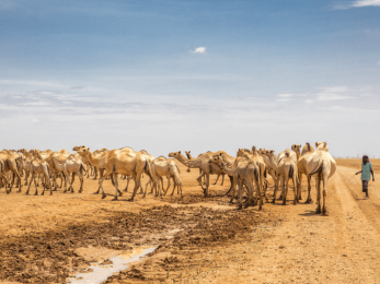 A person walks near a large group of camels