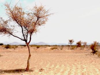 Tree in barren landscape
