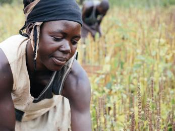 Concy and her husband charles work alongside each other to harvest their acre of chia. the crop has never been grown here before, but it's showing great promise. all photos: corinna robbins/mercy corps