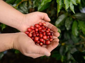 Juan, 38, grows about 11,000 coffee plants at his farm, finca la montanuela in the small farming village of san antonio, colombia. photo: miguel samper for mercy corps