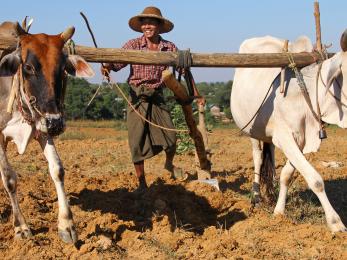 Man with two animals on a yoke