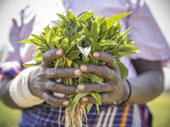 Hands holding green plants