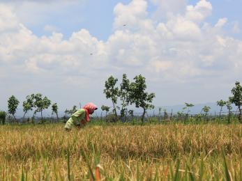 Farmer in field