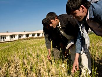 Men inspecting crops