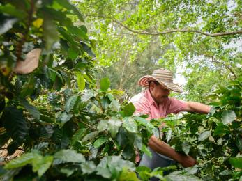 Man in coffee bean field