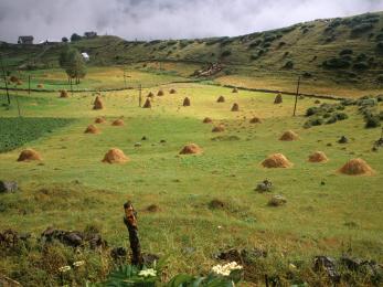 Green farmland with golden haystacks throughout
