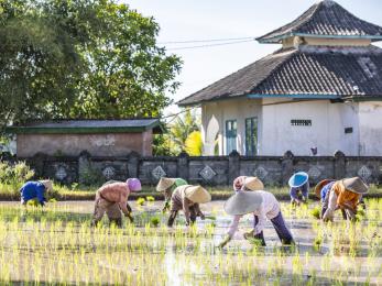 Farmers working in indonesia